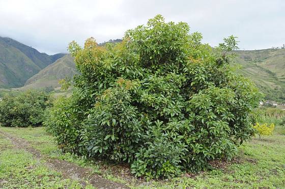 avokádo čili hruškovec přelahodný (Persea americana)