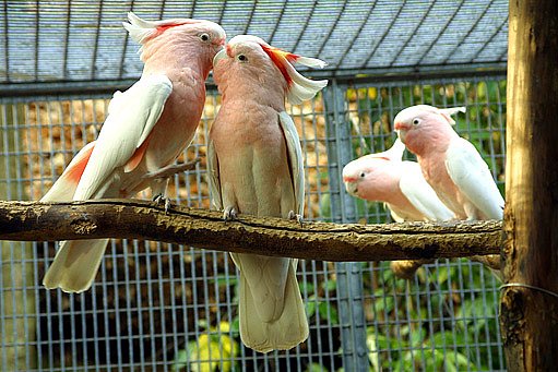 papoušci kakadu ve voliéře