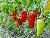 Umítě pěstovat papriky? Víte, kdy je zaštipovat?