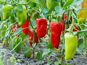 Umíte pěstovat papriky? Víte, kdy je zaštipovat a otrhávat jim listy?