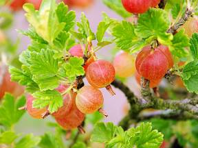 Ovocný stromek je známý také pod názvy srstka angrešt, srstka obecná nebo meruzalka srstka. 
