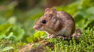 Jak vyhnat myši ze zahrady