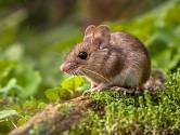 Jak vyhnat myši ze zahrady