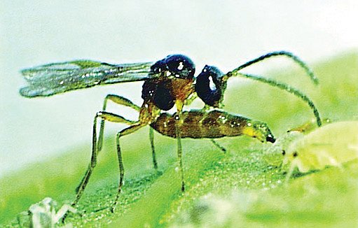 parazitující vosička (Aphidius colemani)