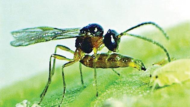 parazitující vosička (Aphidius colemani)