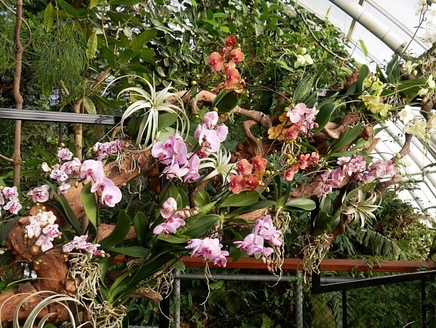 Skleník Fata morgana je v březnu plný orchidejí.