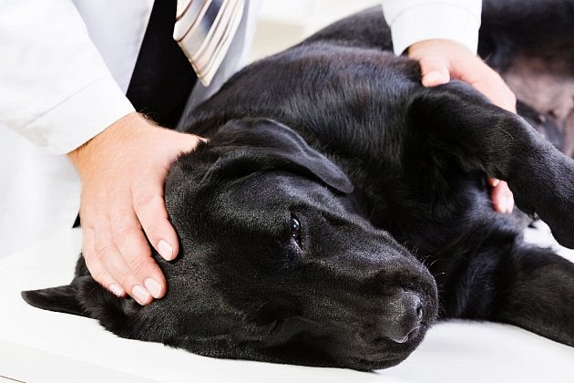 Diagnózu onemocnění vašeho psa nechejte na profesionálovi a navštivte veterinárního lékaře. 