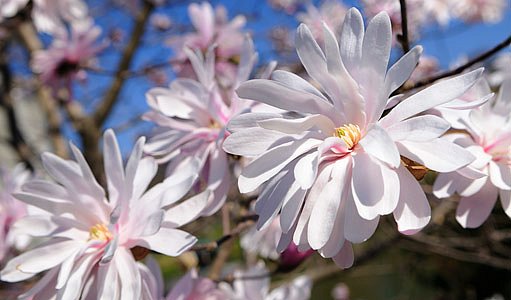 šácholan hvězdovitý (Magnolia stellata)