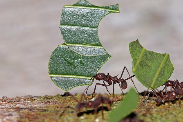 Mravenec z rodu Atta stěhuje část listu.