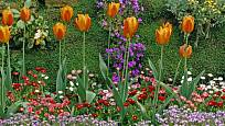 Cibuloviny lze krásně kombinovat s dvouletkami, například tulipány se sedmikráskami