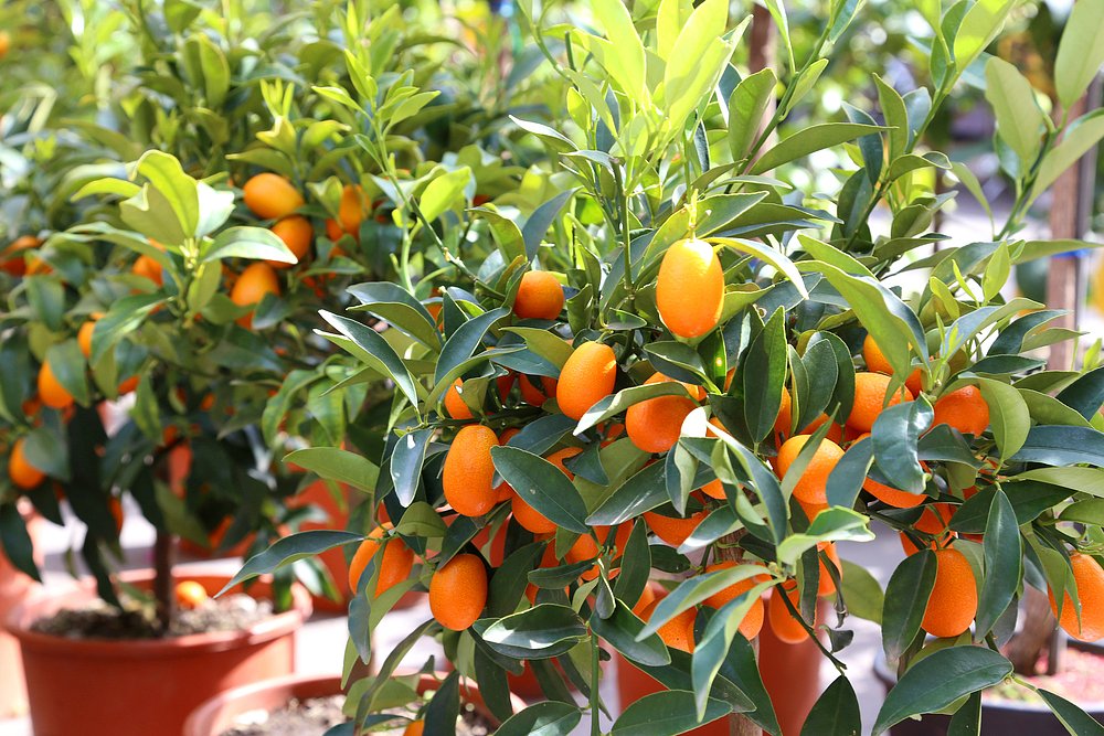 Jak často zalévat pomerančovník?