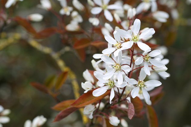 Větvička muchovniku s květy (Amelanchier ovalis).
