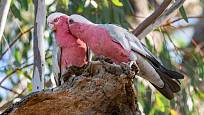 Námluvy páru kakadu růžového