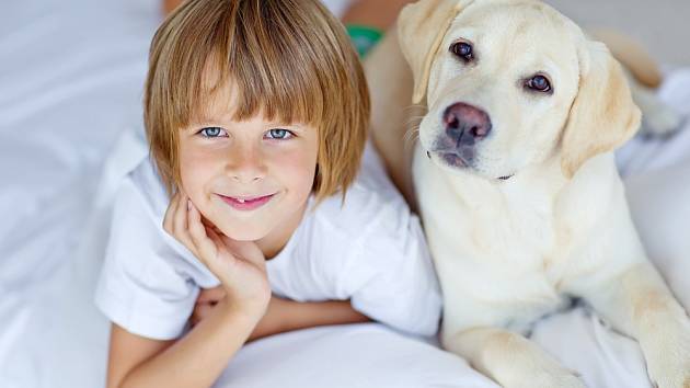 K nejvhodnějším psům pro rodiny s dětmi se řadí také labradorští retrívři.
