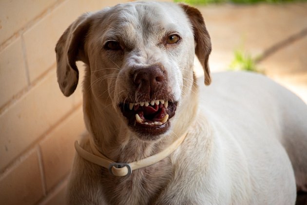 Psi necení zuby bezdůvodně.