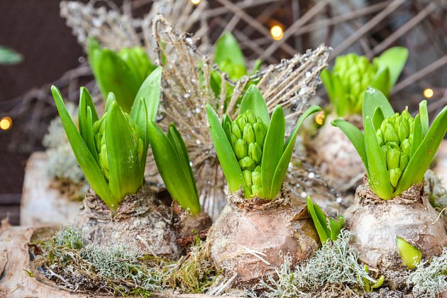 Narašené hyacinty přeneseme do tepla