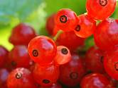 Rybíz červený (Ribes rubrum)