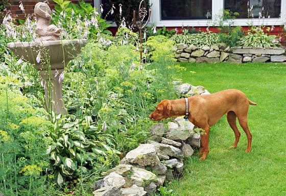 I váš pes dělá na zahradě neplechu? Běžte s ním tedy na procházku!