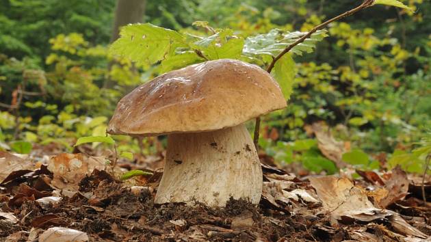 Jak a kde teď rostou houby