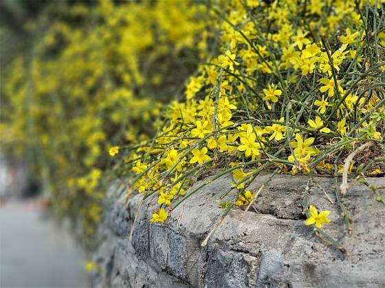 Jasmín nahokvětý připomíná v době květu žlutý vodotrysk.