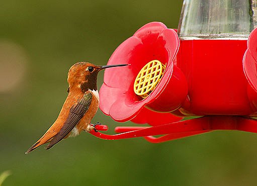 kolibřík na speciálním krmítku