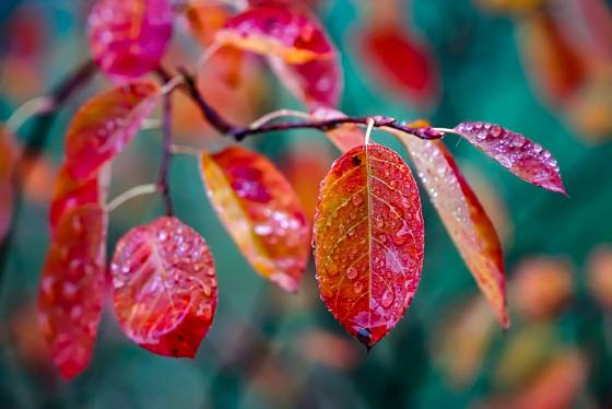 Díky červenému zbarvení listů jsou muchovníky na podzim ozdobou zahrady.