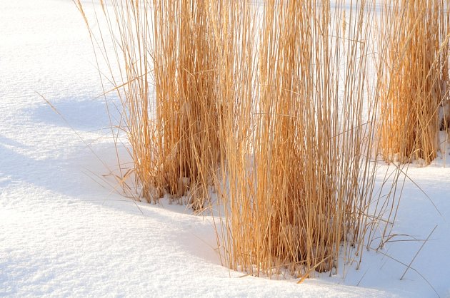 Okrasné trávy jsou atraktivní i v zimě.
