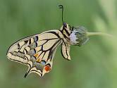 otakárek fenyklový (Papilio machaon)