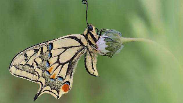 otakárek fenyklový (Papilio machaon)