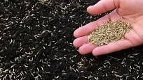 Ruční výsev travního semene je vhodný pouze na malé ploše.