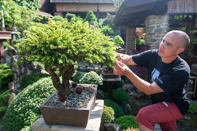 Petr Havelka a jeho bonsaje