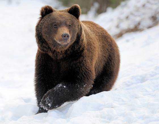 medvěd hnědý (Ursus arctos)