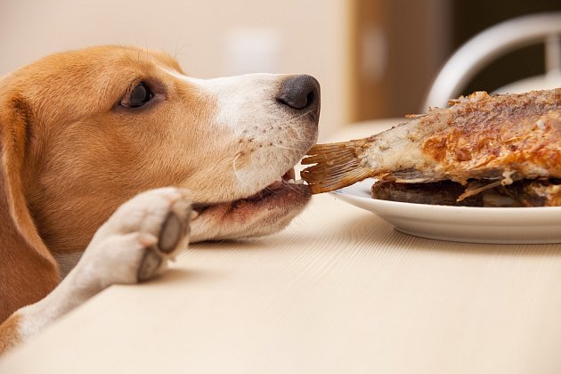 Psy nekrmíme lidským jídlem, škodí jim to.