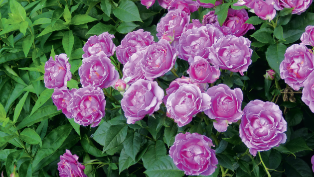 Mnohokvětá růže CARMEN WÜRTH je naprostý nezmar. Roste velmi bujně až do výšky jednoho metru a výhony jsou pevné. Květů má záplavu, a navíc úžasně voní