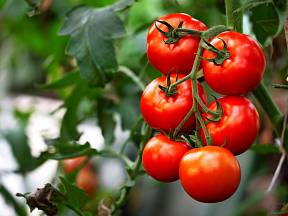 Sezóna pěstování rajčat je právě na startu.