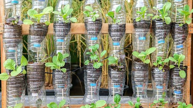 Vertikální pěstování zeleniny v PET lahvích.