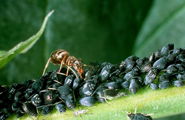mravenci si mšice pěstují, stejně jako my lidé hospodářská zvířata – na jídlo, tedy sladkou medovnici.
