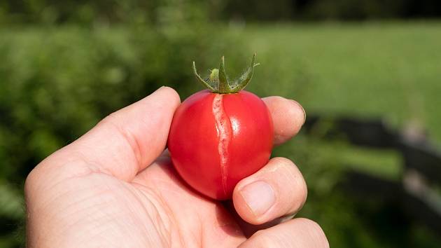 Pokud najdete popraskané rajče, ihned ho odstraňte z rostliny.