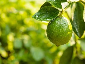 Citron je velmi vděčnou rostlinou, ale ne každý z nás se odváží si jí vypěstovat doma.