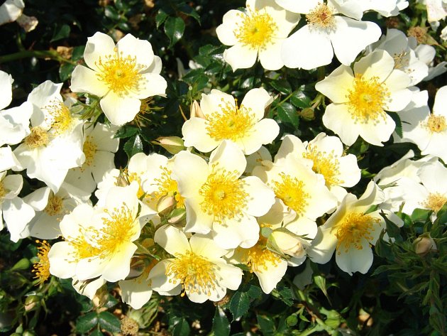 Růže odrůdy Sonnenroschen