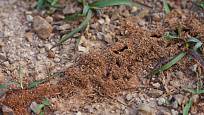 Mravenci stavby můžete zasypat silně aromatickými látkami, například skořicí.