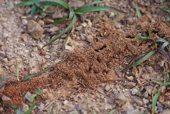 Mravenci stavby můžete zasypat silně aromatickými látkami, například skořicí.