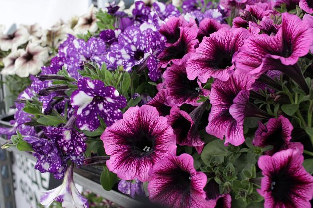 Petúnie patří mezi nejvděčnější balkónové květiny
