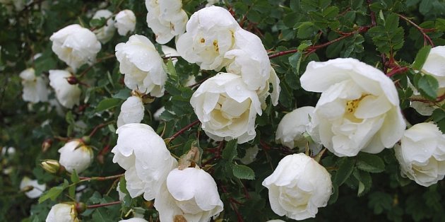 růže bedrníkolistá (Rosa pimpinellifolia)
