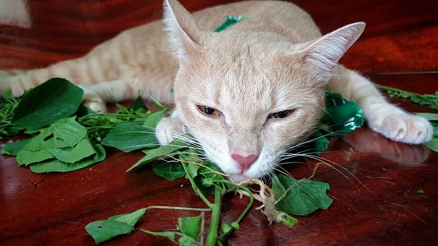 Nepelakton - látka, která se uvolňuje z rostliny do vzduchu, působí na kočky jako sedativní droga, kterou si užívají.