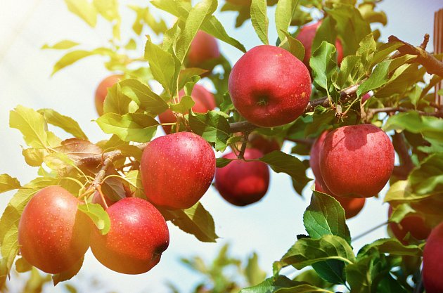 Pravidelný řez prodlouží jabloním život a zmlazení podpoří jejich plodnost.