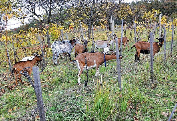Stádo koz ve vinicích se pase před pučením a po sklizni