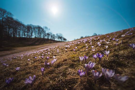 Kvetoucí šafrány na jaře připomínají fialové moře.