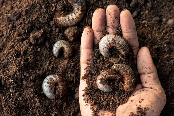 Larvy lalokonosců objevíme v substrátu nebo kompostu