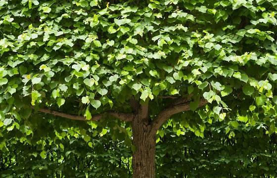 Mezi rychle rostoucí a dobře stínící stromy patří lípa a katalpa
